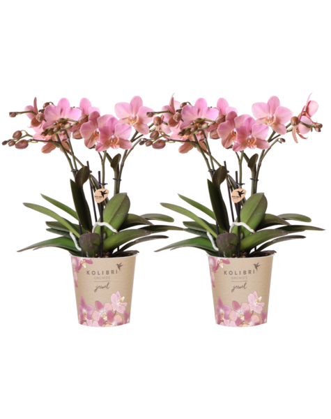 Kolibri Orchids Orchidee