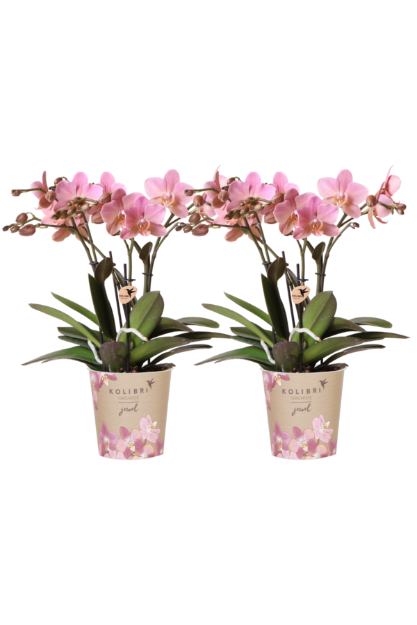 COMBI DEAL van 2 oud roze orchideeën