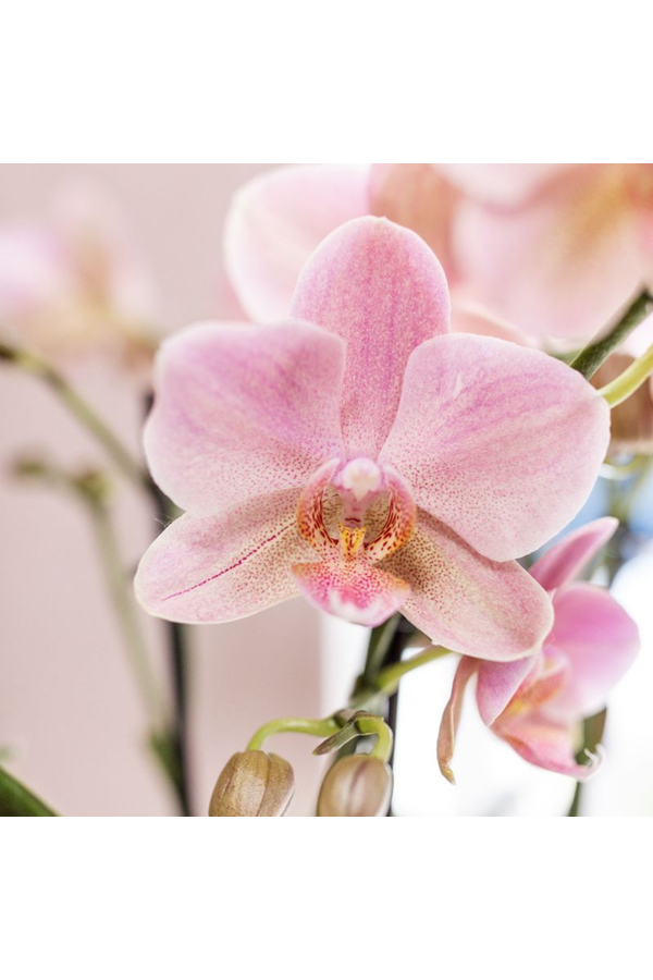COMBI DEAL van 2 oud roze orchideeën