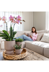 COMBI DEAL van 2 oud roze orchideeën