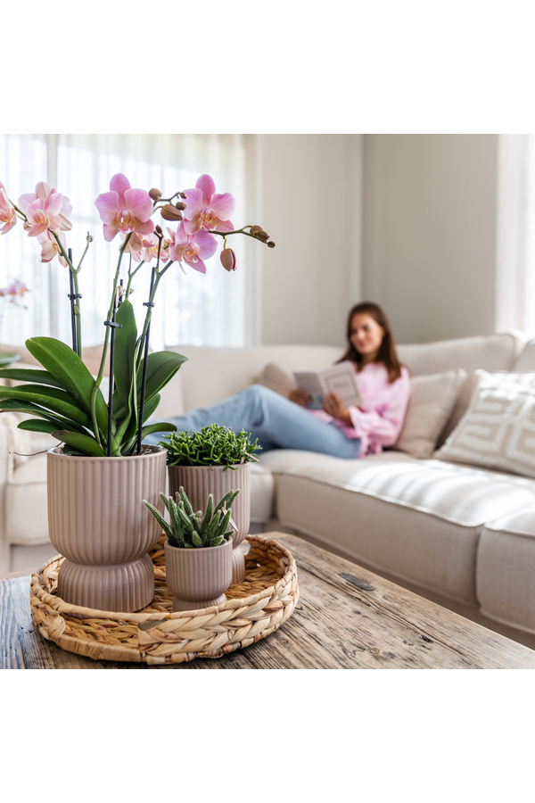 COMBI DEAL van 2 oud roze orchideeën