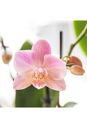 COMBI DEAL van 2 oud roze orchideeën