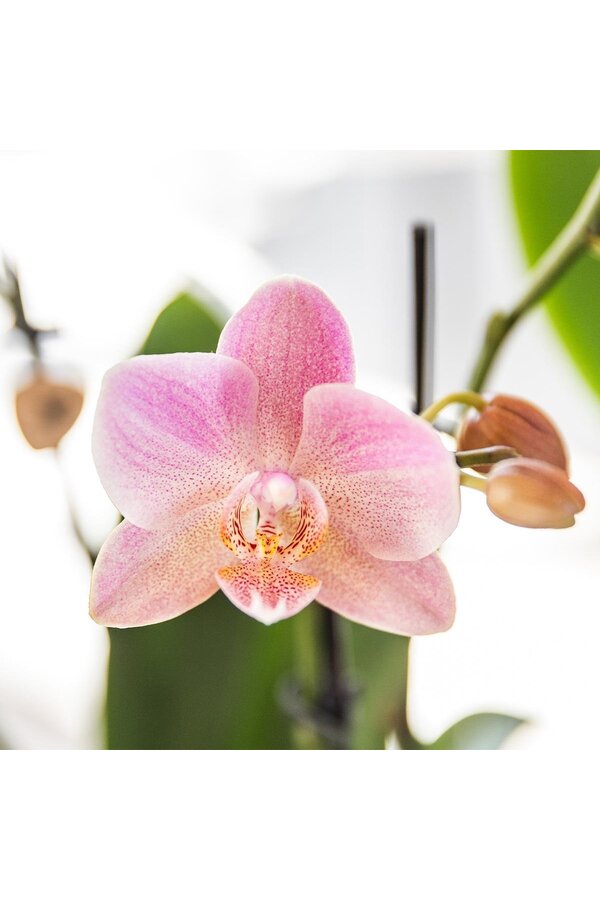 COMBI DEAL van 2 oud roze orchideeën
