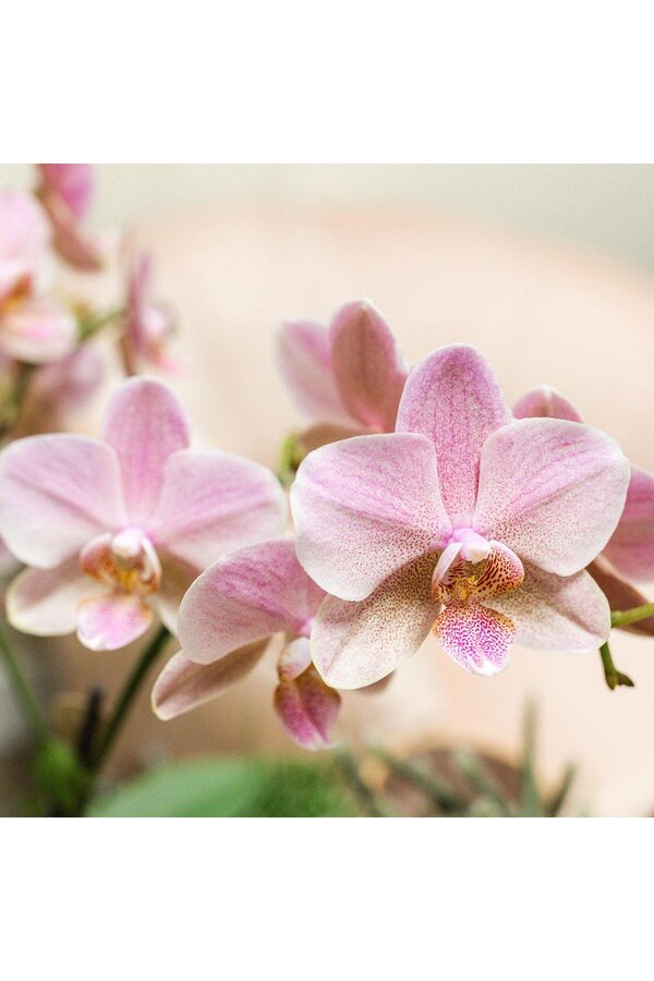 COMBI DEAL van 2 oud roze orchideeën