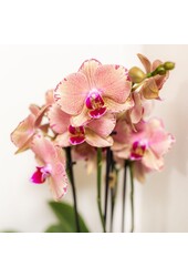 Orchidee surprise box mix