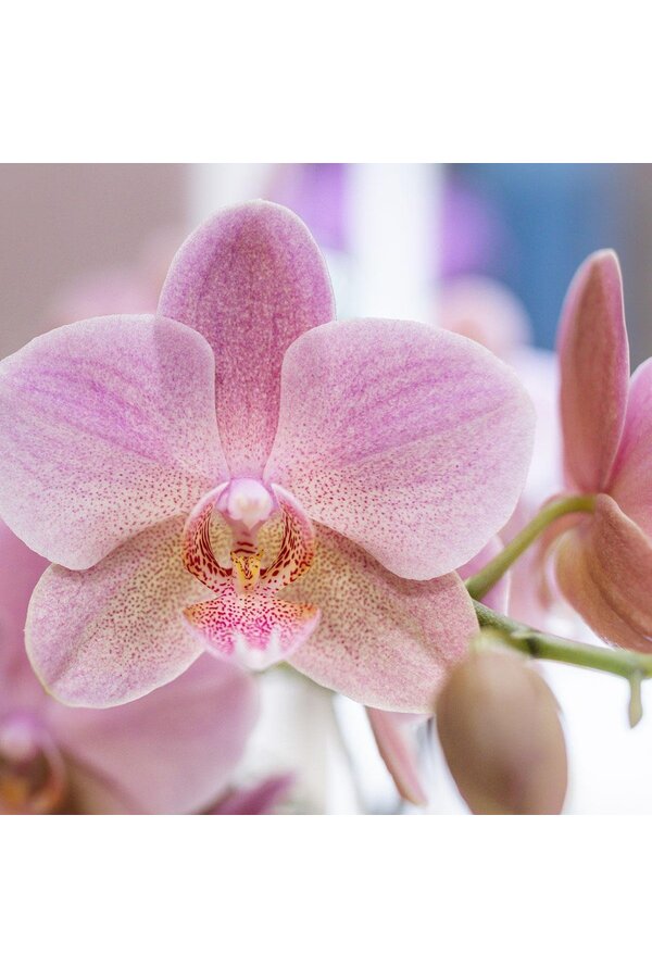 Orchidee surprise box mix