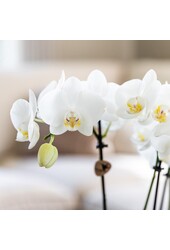 Orchidee surprise box mix