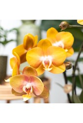 Orchidee surprise box mix
