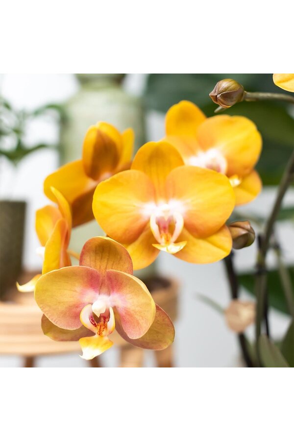 Orchidee surprise box mix
