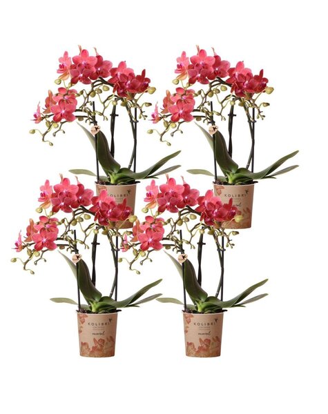 Kolibri Orchids Orchidee