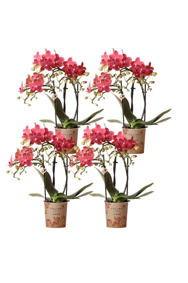 COMBI DEAL van 4 oranje Phalaenopsis orchideeën