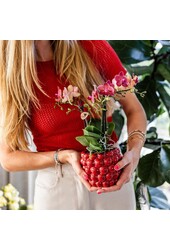 COMBI DEAL van 4 oranje Phalaenopsis orchideeën