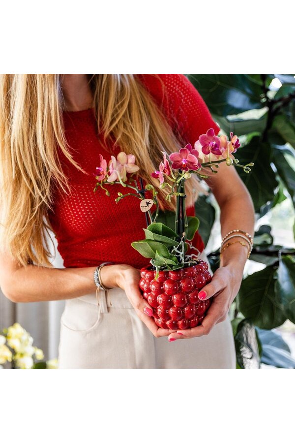 OFFRE COMBO de 4 orchidées Phalaenopsis oranges