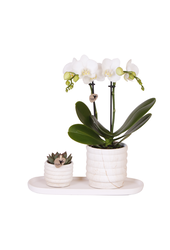 Plantenset Slow Living small