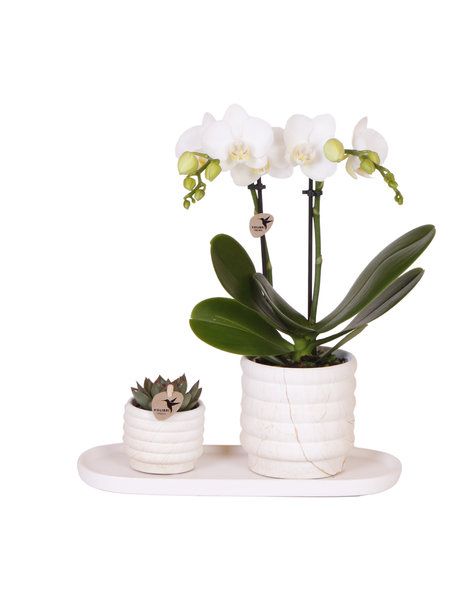 Kolibri Orchids Orchidee