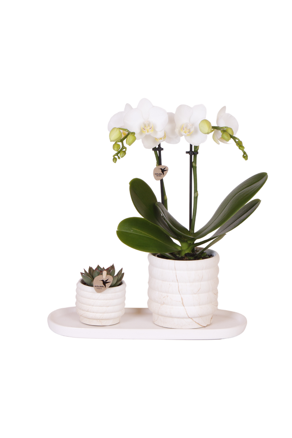 Plantenset Slow Living small