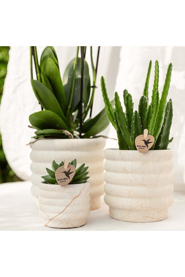 Kit de plantes Slow Living small