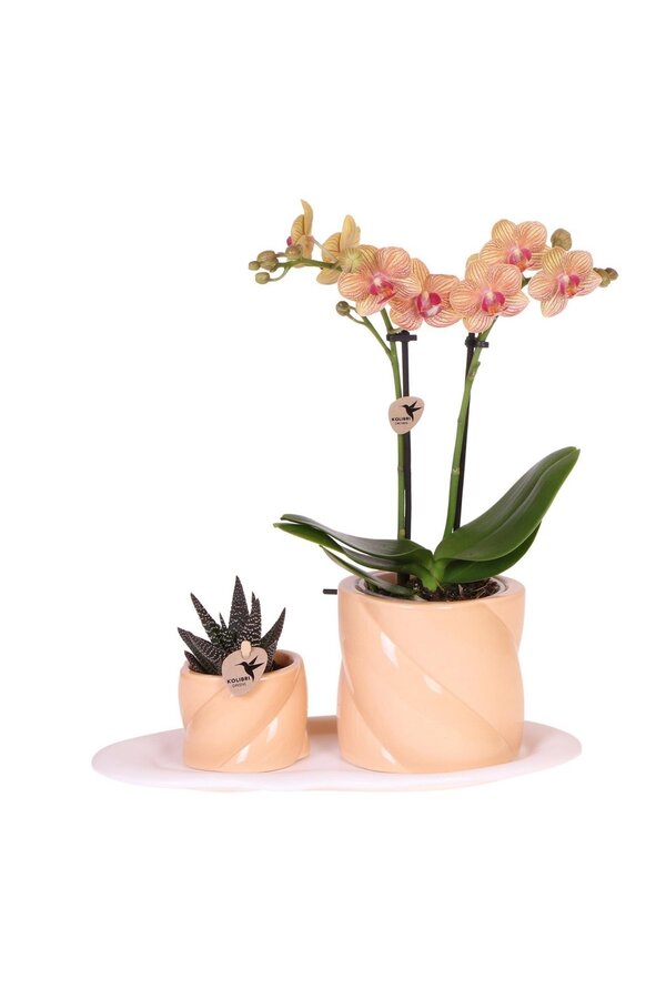 Coffret cadeau Orchidée Optimism petite pêche