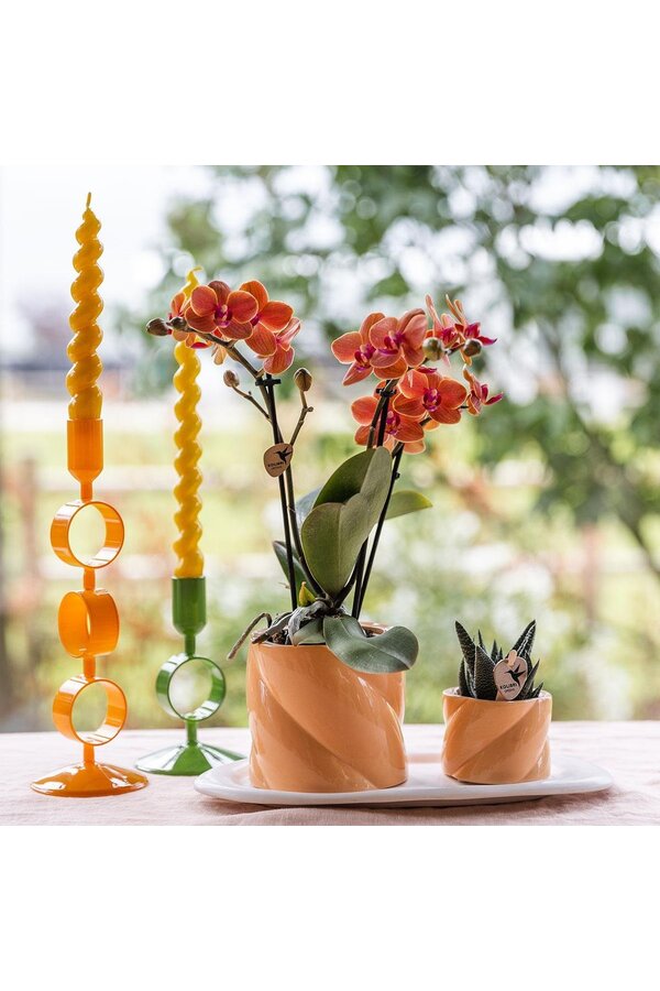 Coffret cadeau Orchidée Optimism petite pêche