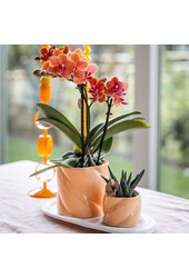 Coffret cadeau Orchidée Optimism petite pêche