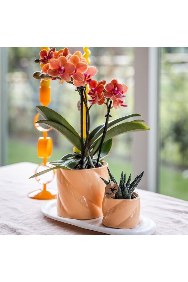 Coffret cadeau Orchidée Optimism petite pêche