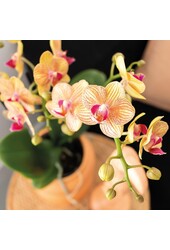 Coffret cadeau Orchidée Optimism petite pêche