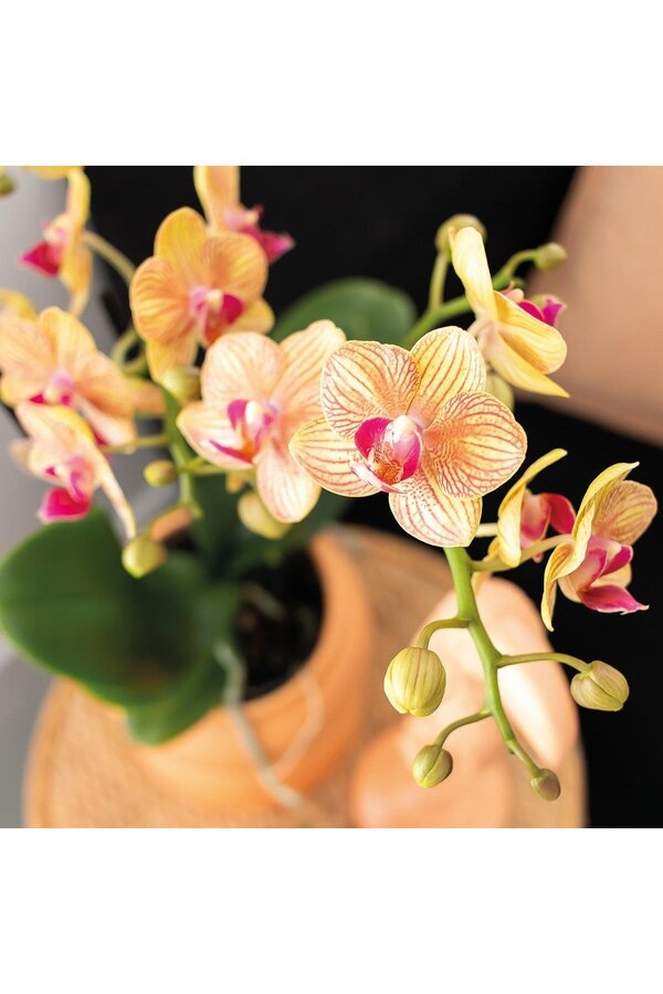 Coffret cadeau Orchidée Optimism petite pêche