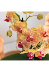 Coffret cadeau Orchidée Optimism petite pêche