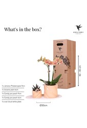 Coffret cadeau Orchidée Optimism petite pêche