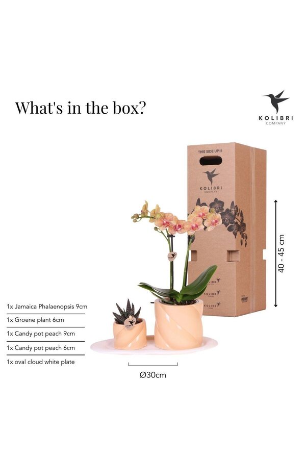 Orchidee Gift set Optimism small peach