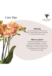 Coffret cadeau Orchidée Optimism petite pêche