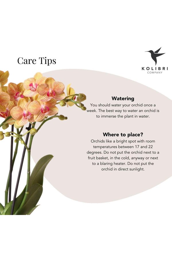 Coffret cadeau Orchidée Optimism petite pêche