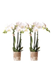 COMBI DEAL van 2 witte Phalaenopsis orchideeën -