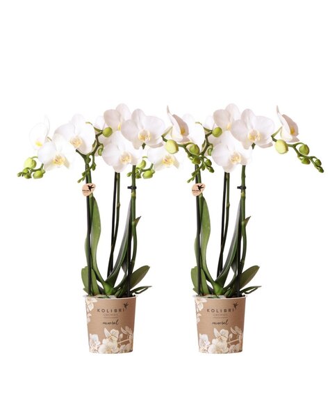 Kolibri Orchids Orchidee