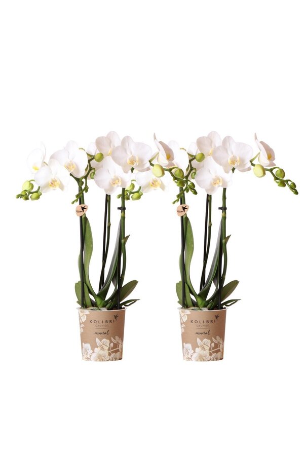 OFFRE COMBO de 2 orchidées Phalaenopsis blanches -