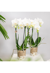 COMBI DEAL van 2 witte Phalaenopsis orchideeën -