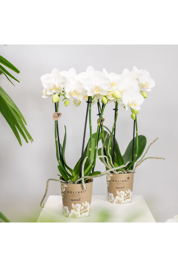 COMBI DEAL van 2 witte Phalaenopsis orchideeën -