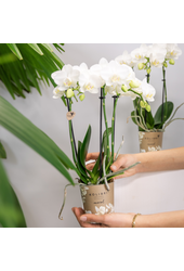 COMBI DEAL van 2 witte Phalaenopsis orchideeën -