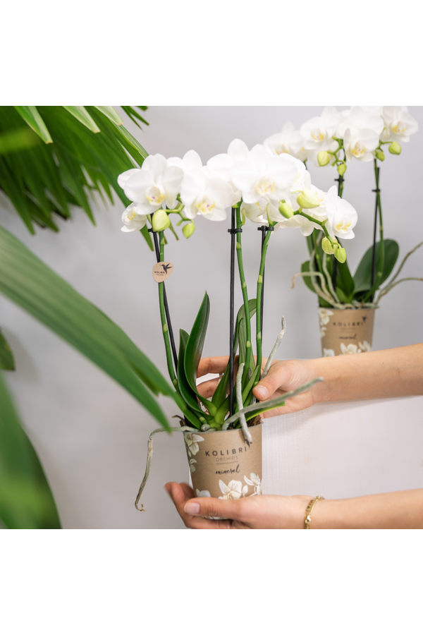 COMBI DEAL van 2 witte Phalaenopsis orchideeën -