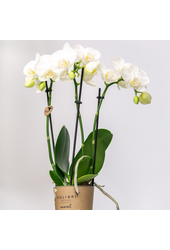 COMBI DEAL van 2 witte Phalaenopsis orchideeën -