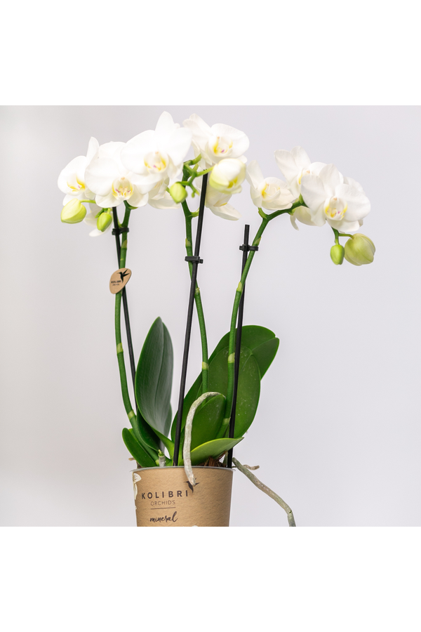 COMBI DEAL van 2 witte Phalaenopsis orchideeën -