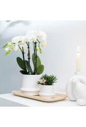 COMBI DEAL van 2 witte Phalaenopsis orchideeën -