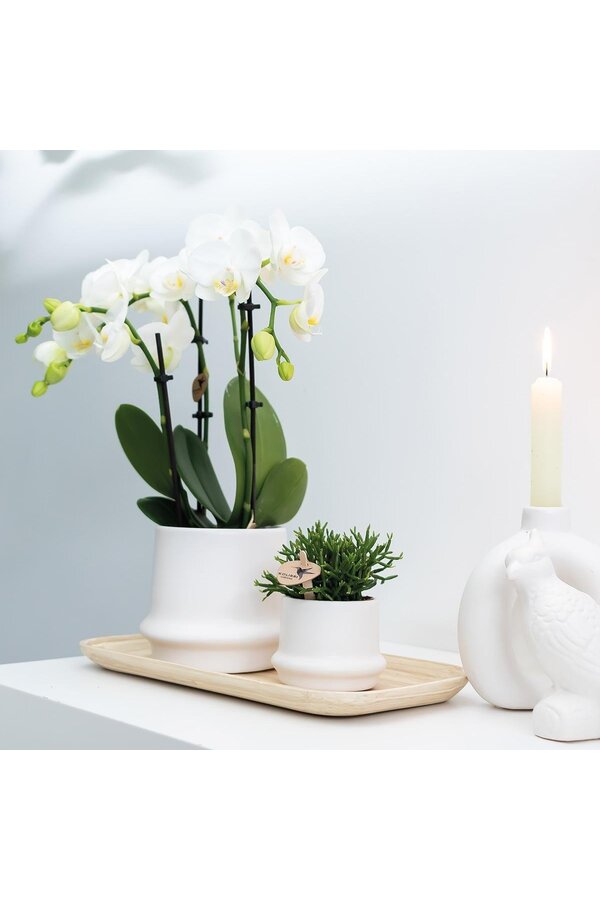 COMBI DEAL van 2 witte Phalaenopsis orchideeën -