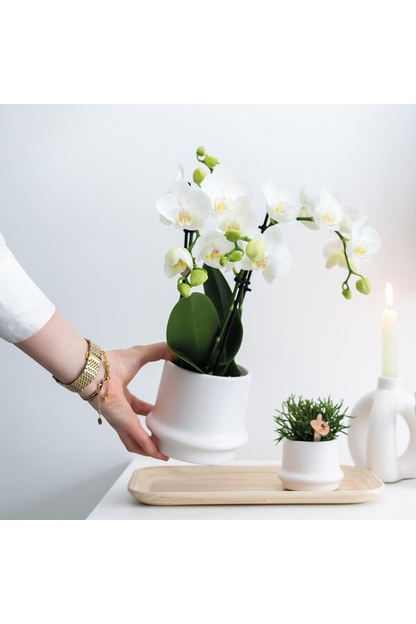 COMBI DEAL van 2 witte Phalaenopsis orchideeën -