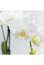 COMBI DEAL van 2 witte Phalaenopsis orchideeën -