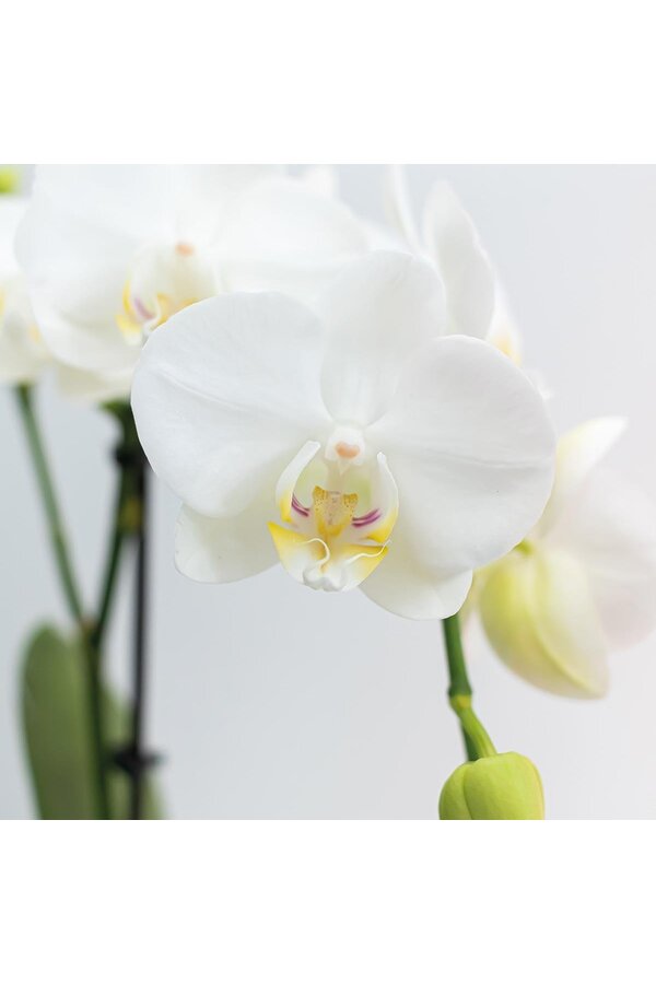 COMBI DEAL van 2 witte Phalaenopsis orchideeën -