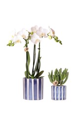 Set van witte Phalaenopsis orchidee