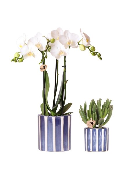 Kolibri Orchids Orchidee