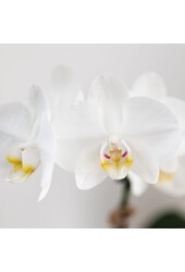 Ensemble d'orchidées Phalaenopsis blanches