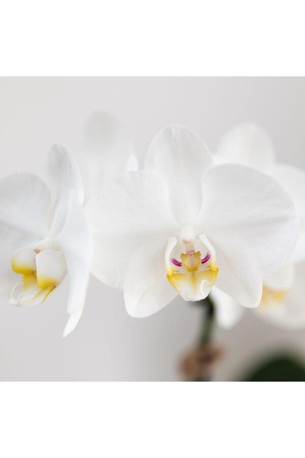 Ensemble d'orchidées Phalaenopsis blanches